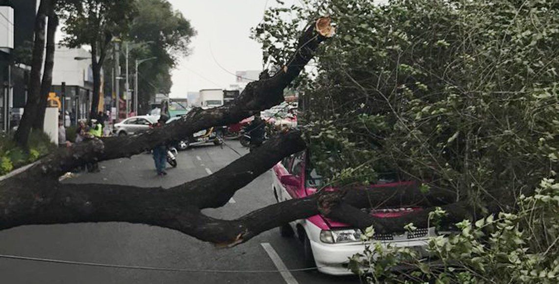 Vientos derriban 60 árboles en Ciudad de México