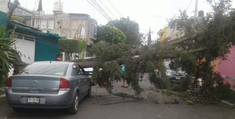Vientos derriban 60 árboles en Ciudad de México - arboles-caidos-cdmx-especial5-770x392