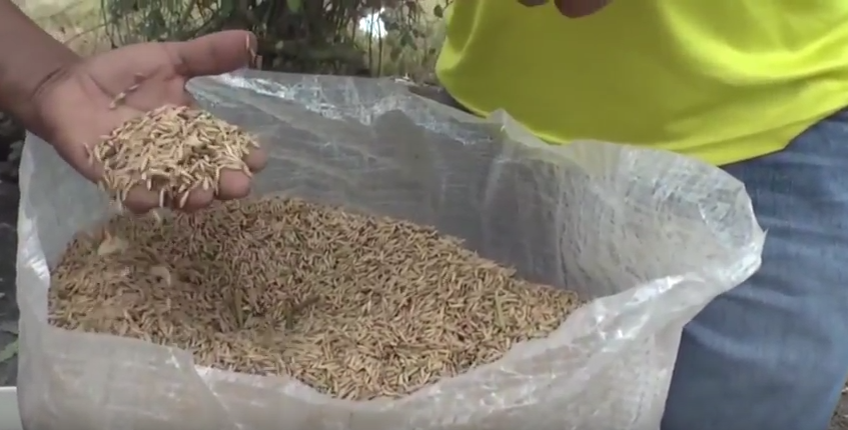 Senasica desmiente supuesto arroz de plástico