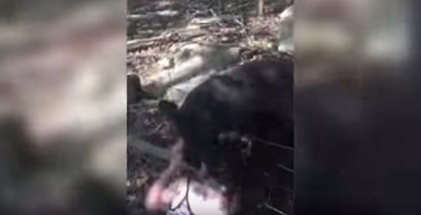 Video: canguro ataca a niña en zoológico