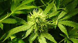 Juez ordena permitir la importación de medicamentos a base de mariguana - cannabis