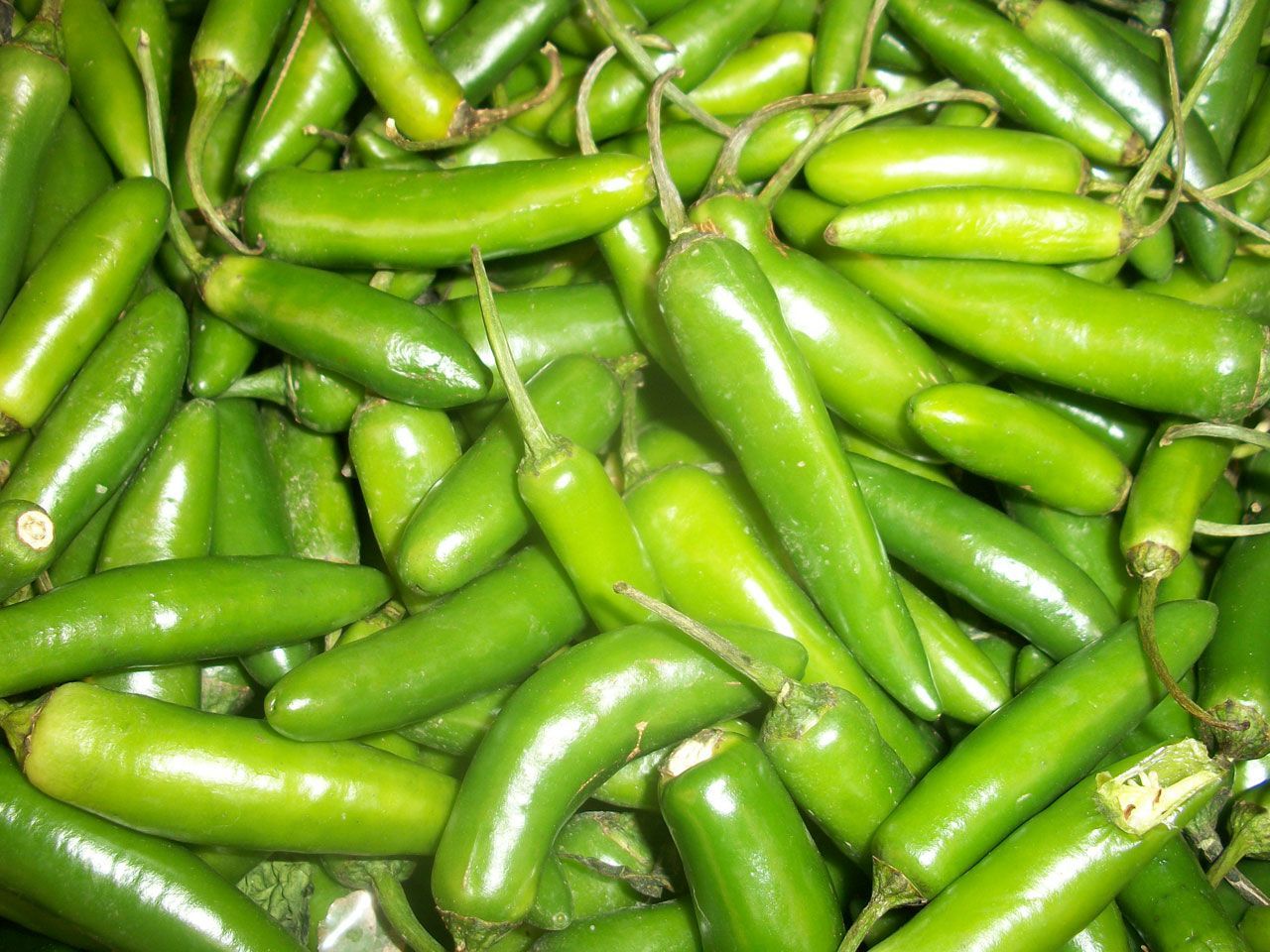 Crece producción de chile verde mexicano