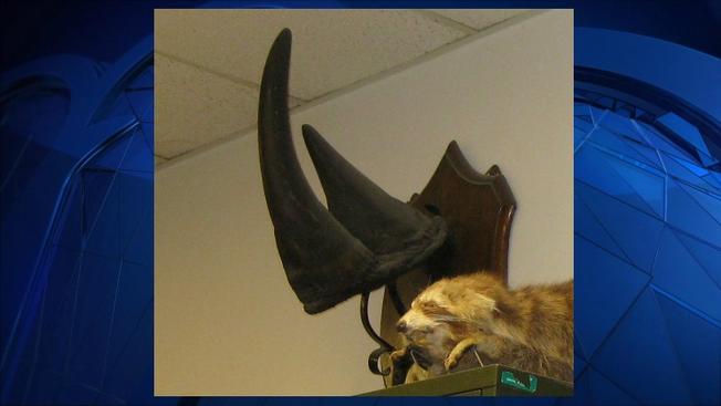 Roban cuerno de rinoceronte de la Universidad de Vermont - cuerno-rinoceronte-negro