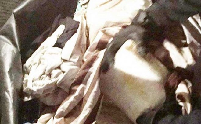 Aseguran 24 kilogramos de droga en Sinaloa