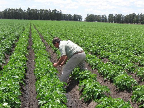 Crece producción pesquera y agropecuaria: Sagarpa - frijol-cultivo