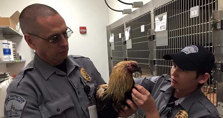 Detienen a tres latinos y decomisan 141 gallos de pelea en Texas