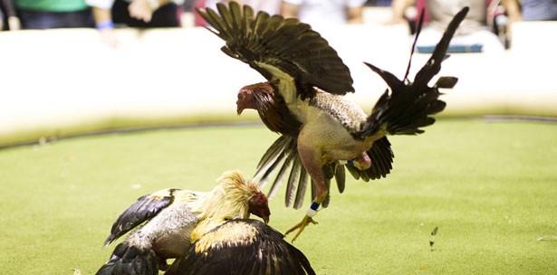 Detienen a tres latinos y decomisan 141 gallos de pelea en Texas - gallos-3