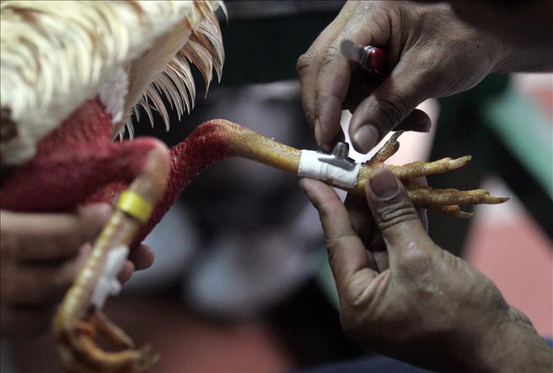 Detienen a tres latinos y decomisan 141 gallos de pelea en Texas - gallos