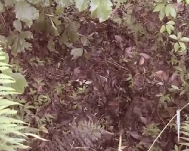 Perro salva a bebé enterrado vivo en China - hoyo