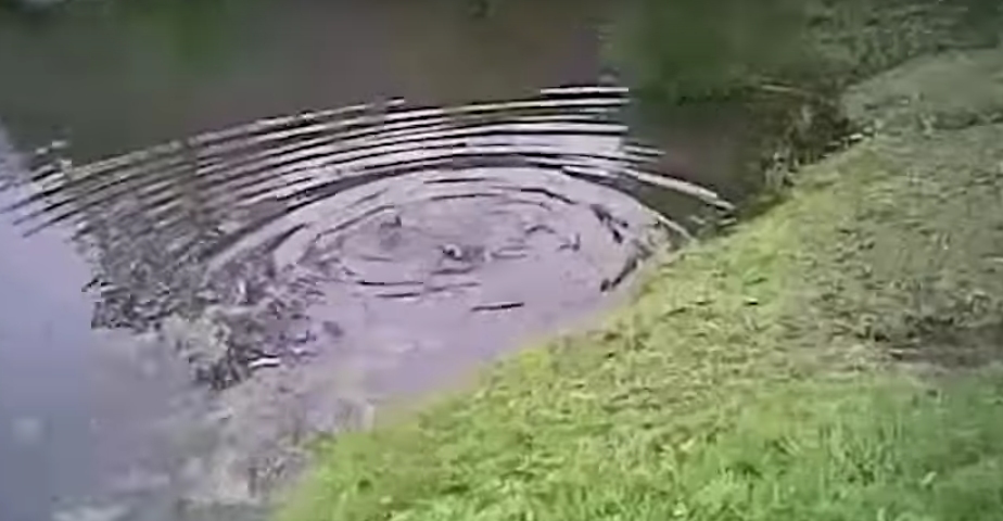 #Video Policía salva de ahogarse a niño autista