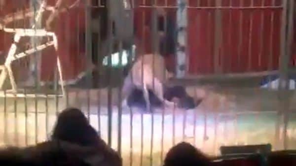 #Video León ataca a domador en Francia