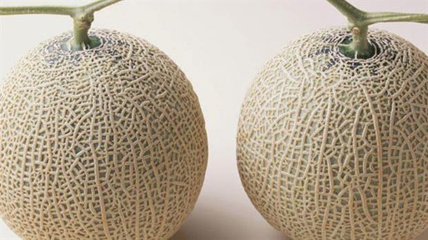 Subastan dos melones por más de 13 mil dólares en Japón