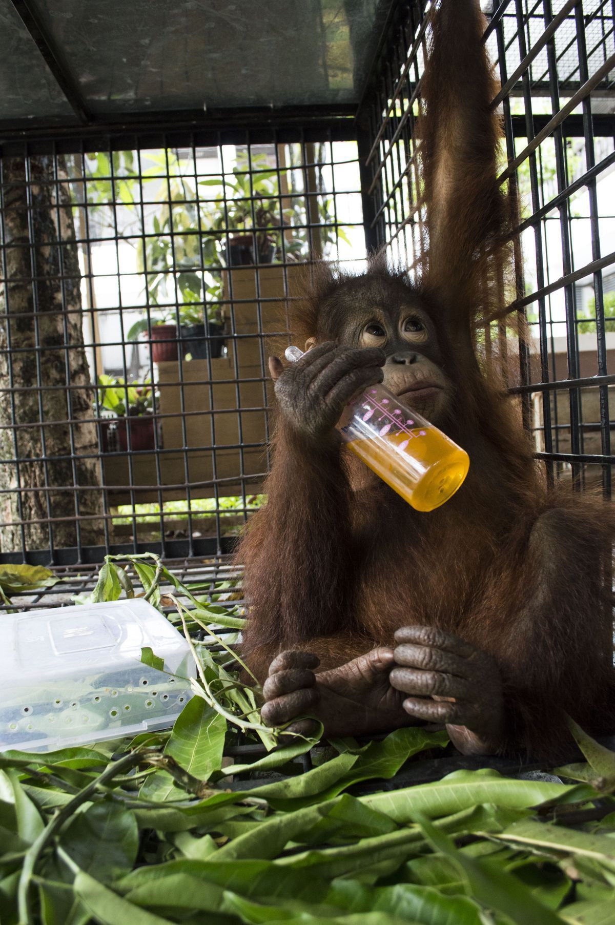#Video Rescatan a orangután encerrado por dos años - orangutan-7