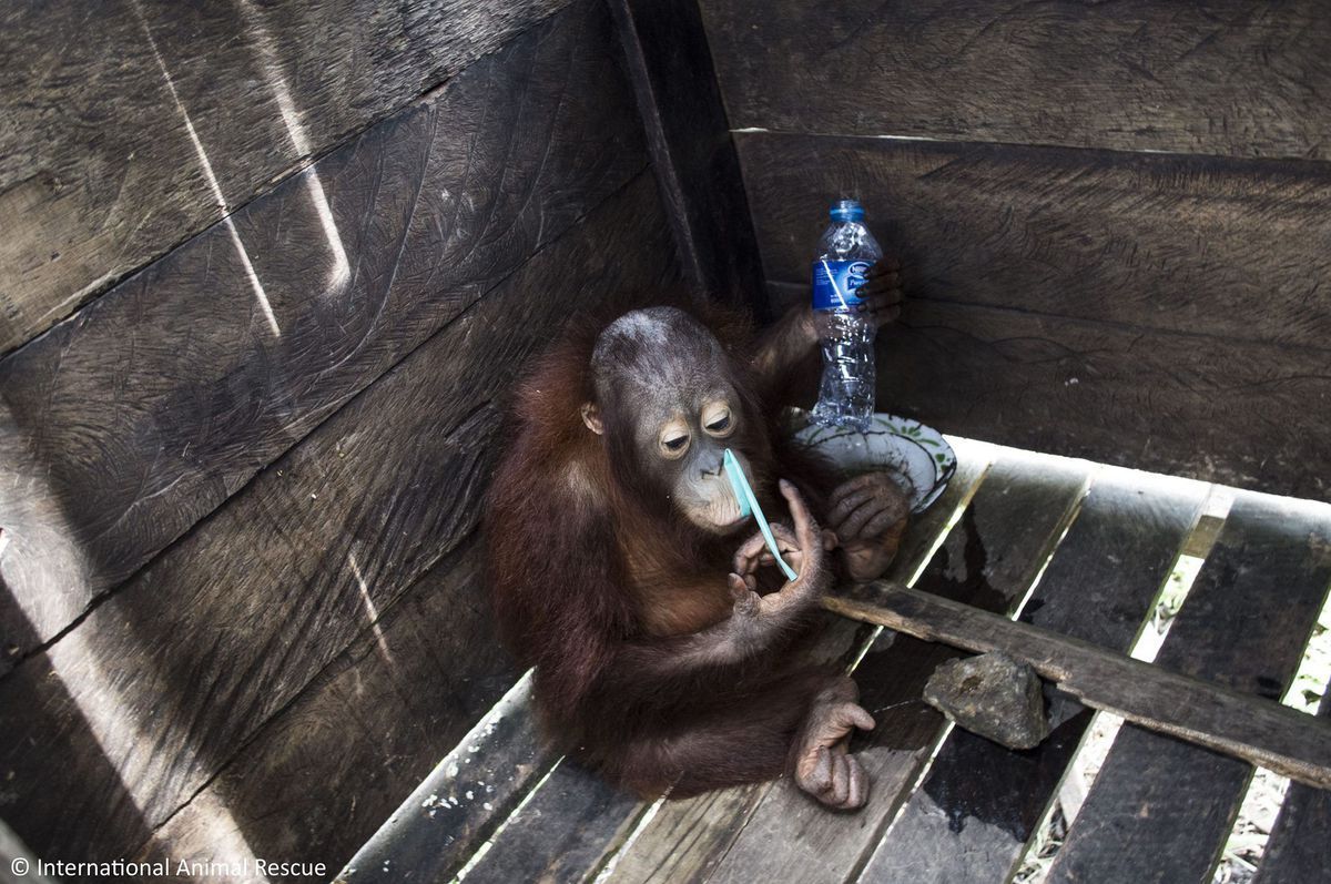 #Video Rescatan a orangután encerrado por dos años - orangután-3