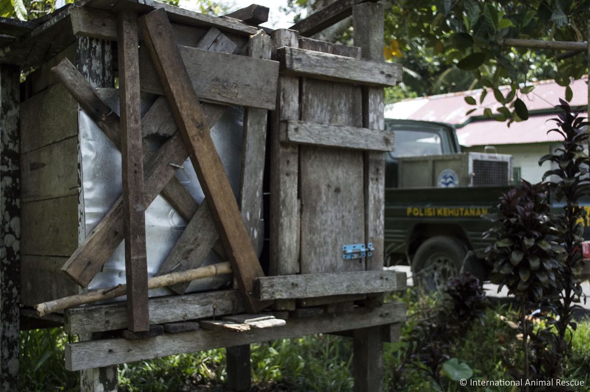 #Video Rescatan a orangután encerrado por dos años - orangután-4