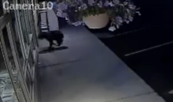 #Viral Oso choca con una puerta de vidrio al intentar entrar a una tienda