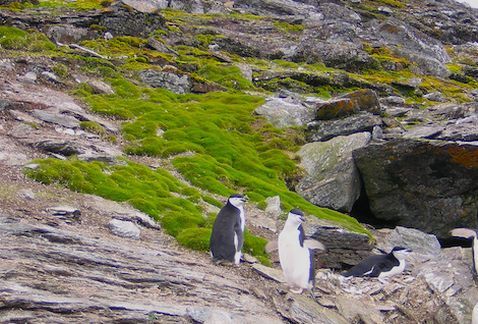 Crece pasto en la Antártida debido al cambio climático - pasto-antartida