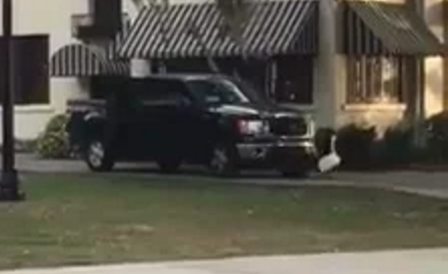 #Viral Cisne persigue a policía en Orlando