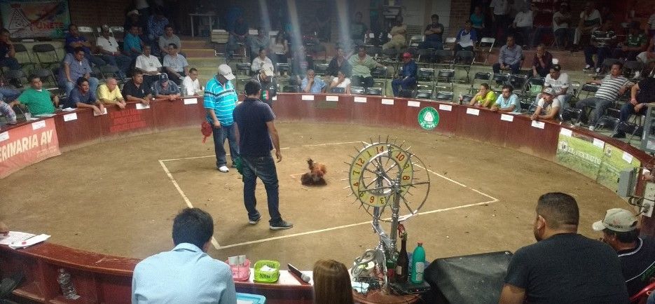 Lanzan granada en plaza de peleas de gallos en León