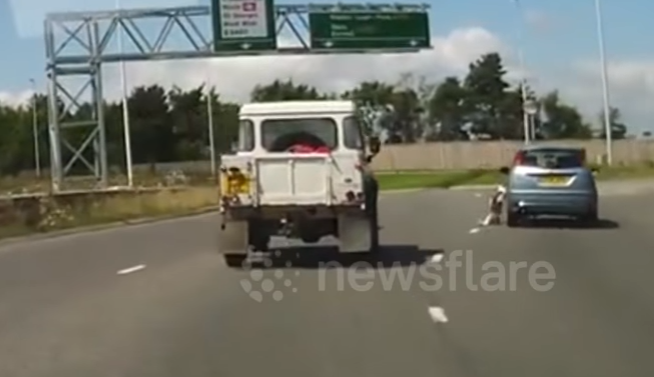 #Video Perro cae de coche a autopista