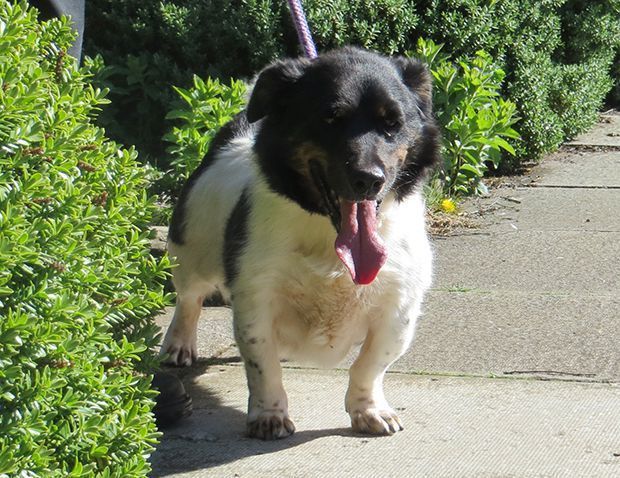 Perro pierde más de 36 kilos - perro-2