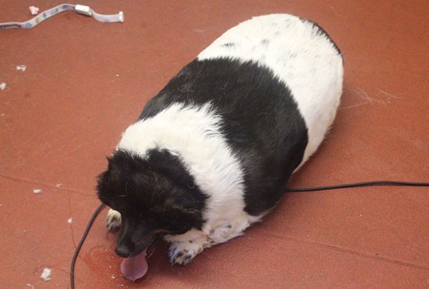 Perro pierde más de 36 kilos