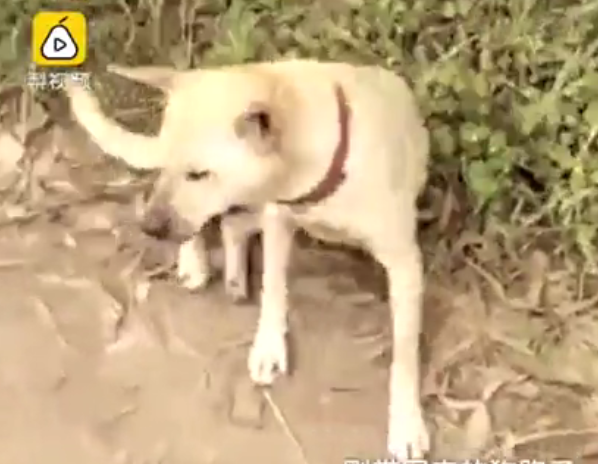 Perro salva a bebé enterrado vivo en China - perro-3