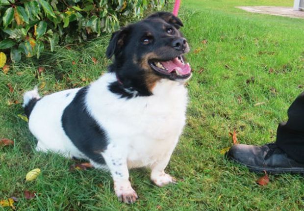 Perros comunican sus deseos con gestos específicos: estudio - perro-4