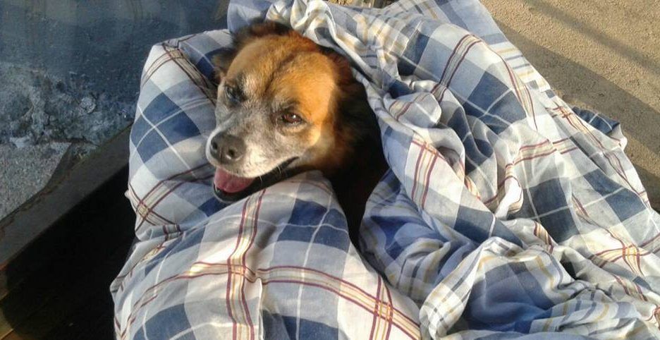 Ingenian camas improvisadas para perros callejeros en Brasil