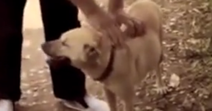 Perro salva a bebé enterrado vivo en China