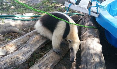 #Video PROFEPA rescata oso hormiguero de domicilio en Tampico