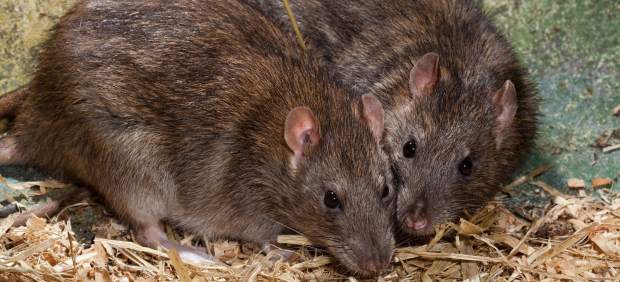 IMSS advierte por enfermedad transmitida por ratas