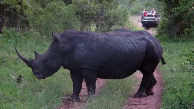 Roban cuerno de rinoceronte de la Universidad de Vermont