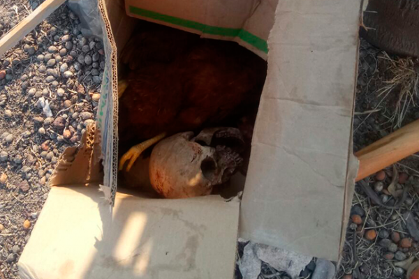 Encuentran un cráneo entre elementos de 'santería' en Querétaro - santería-queretaro