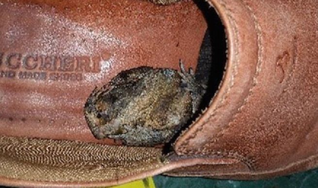 Advierten por sapos provenientes de Asia en aeropuertos australianos