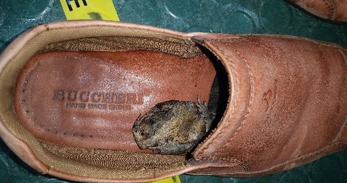 Advierten por sapos provenientes de Asia en aeropuertos australianos - sapo-australia