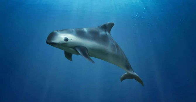 Plan de rescate de vaquita marina no ha fracasado: Pacchiano