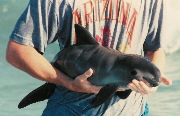 México intentará salvar a la vaquita marina con santuario - vaquita-marina-3