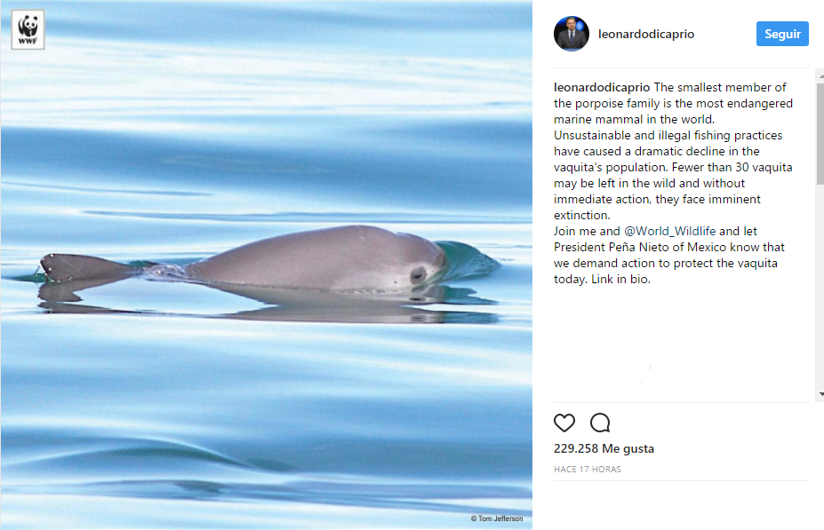 Leonardo DiCaprio pide a EPN que proteja a la vaquita marina - vaquita-marina-leonardo