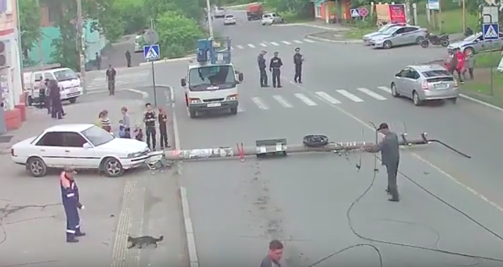 #Video Gato juega con cableado caído tras accidente vial