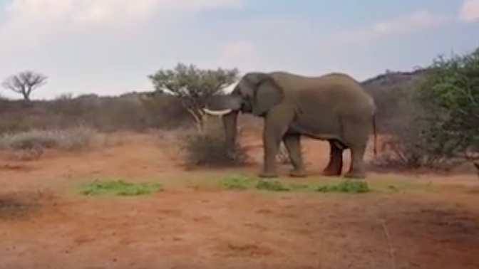 #Video Elefante pelea con rinocerontes para conseguir comida