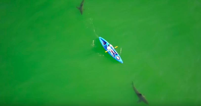 #Video Biólogo navega entre tiburones blancos