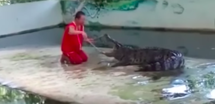 #Video Espectáculo con cocodrilo se sale de control