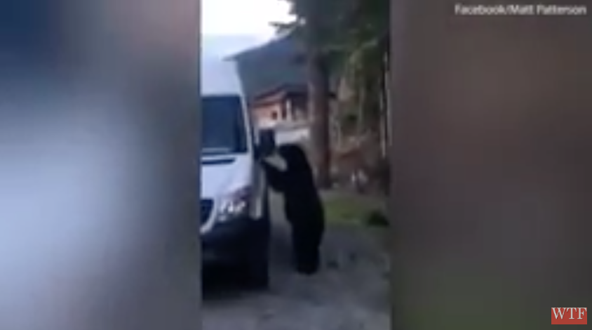 #Video Oso sube a camioneta y toca el claxon