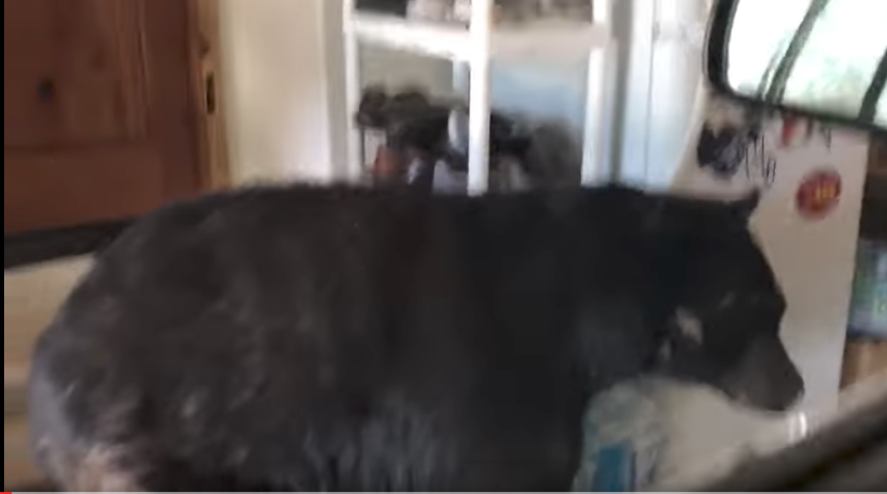 #Video Oso entra a una casa en Colorado