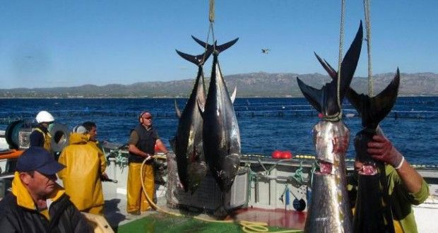 PIB del sector pesquero en México incrementa 19 por ciento