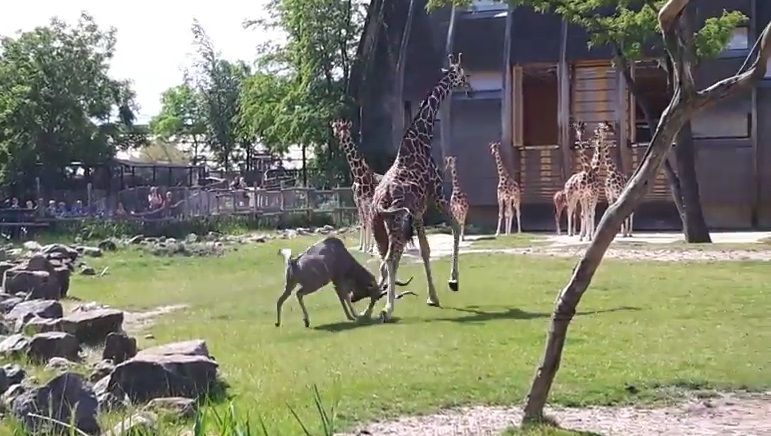 #Video Antílope ataca a jirafa en zoológico de Rotterdam