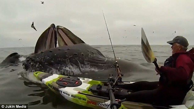 #Video Ballenas sorprenden a kayakista en California #Video Ballenas sorprenden a kayakista en California