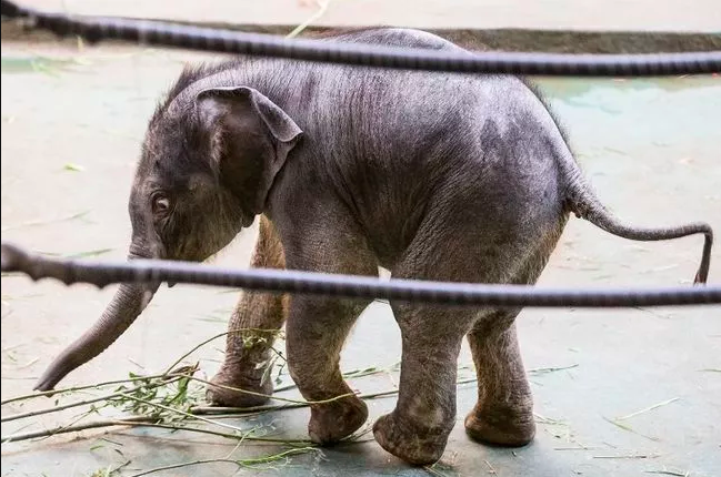 Nace elefante en zoológico de Moscú
