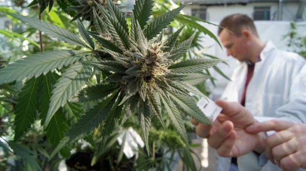 Se venderán medicamentos derivados de la mariguana en 2018
